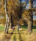 Wandern im Herbst in der Greifensteinregion